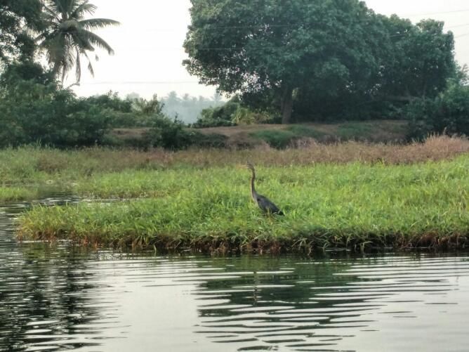 Photo of Kumarakom Bird Sanctuary, Kavanattinkara Saktheeswaram Temple Road, Kavanattinkara, Kumarakom, Kerala, India by anumeha gupta