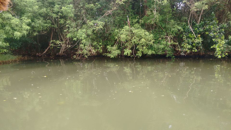 Photo of Kumarakom Bird Sanctuary, Kavanattinkara Saktheeswaram Temple Road, Kavanattinkara, Kumarakom, Kerala, India by anumeha gupta