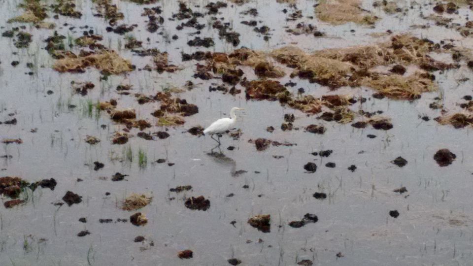 Photo of Kumarakom Bird Sanctuary, Kavanattinkara Saktheeswaram Temple Road, Kavanattinkara, Kumarakom, Kerala, India by anumeha gupta
