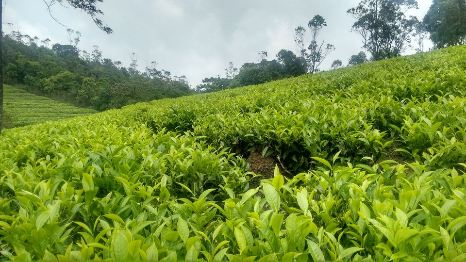 Photo of Vagamon Hill Valley, Vagamon, Kerala, India by anumeha gupta