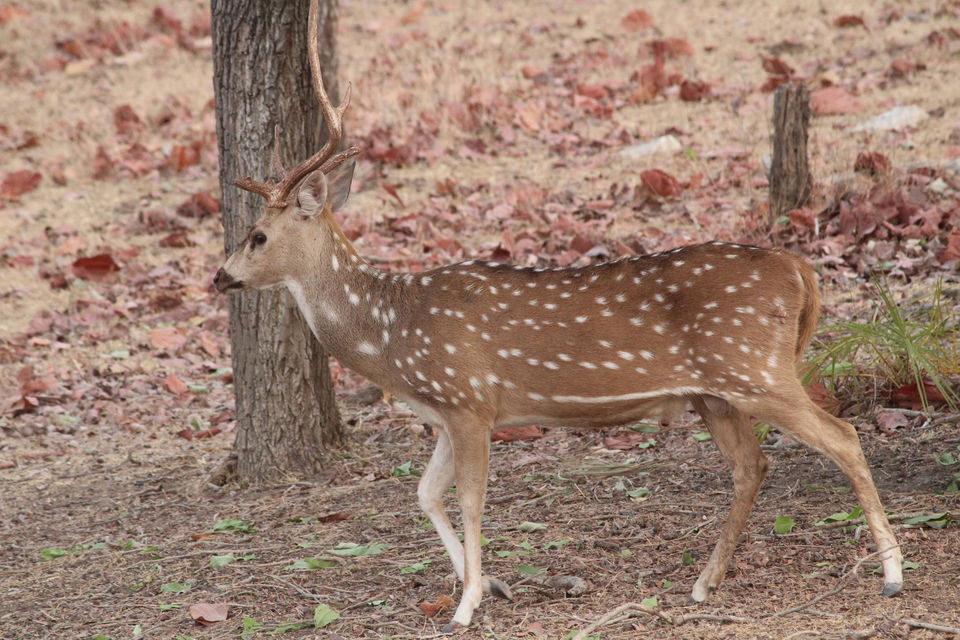 Photo of Tiger in the woods-In Mowgliland by anumeha gupta