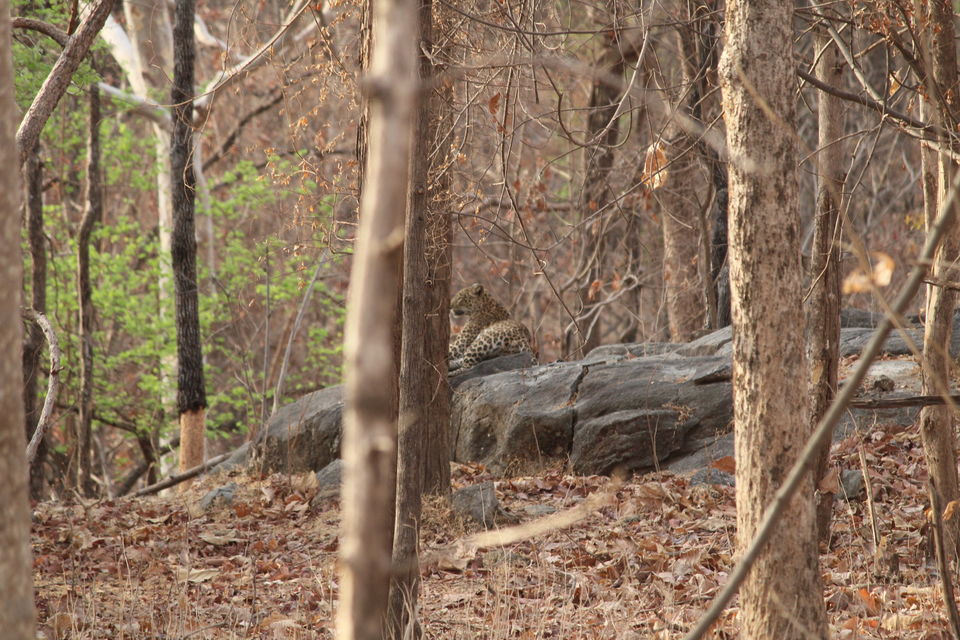 Photo of Tiger in the woods-In Mowgliland by anumeha gupta