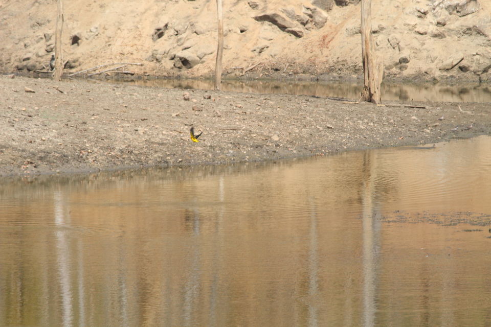 Photo of Tiger in the woods-In Mowgliland by anumeha gupta