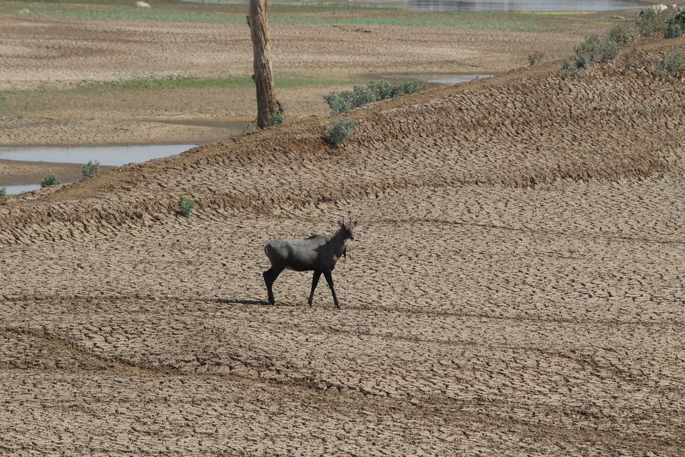 Photo of Tiger in the woods-In Mowgliland by anumeha gupta