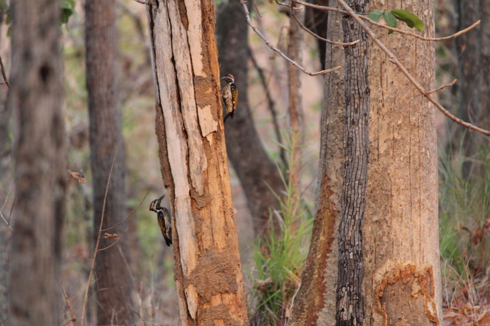Photo of Tiger in the woods-In Mowgliland by anumeha gupta