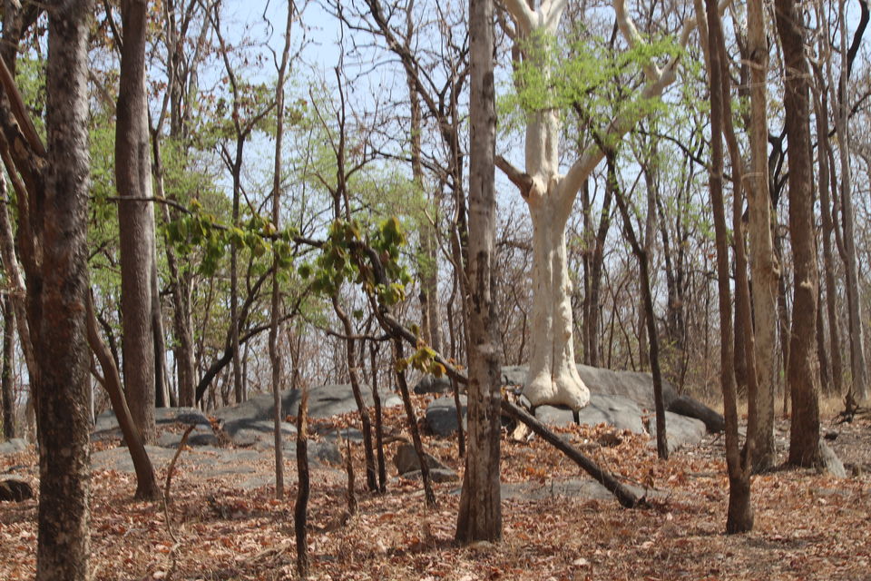 Photo of Tiger in the woods-In Mowgliland by anumeha gupta