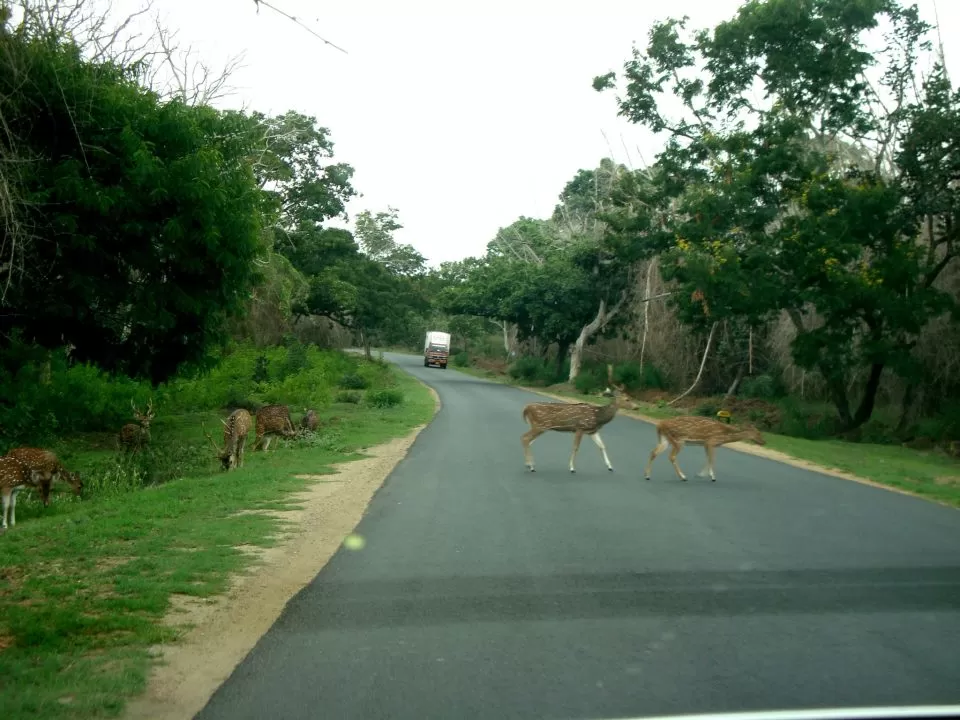 Photo of Bandipur National Park, Karnataka, India by Wanderlust On Wheel
