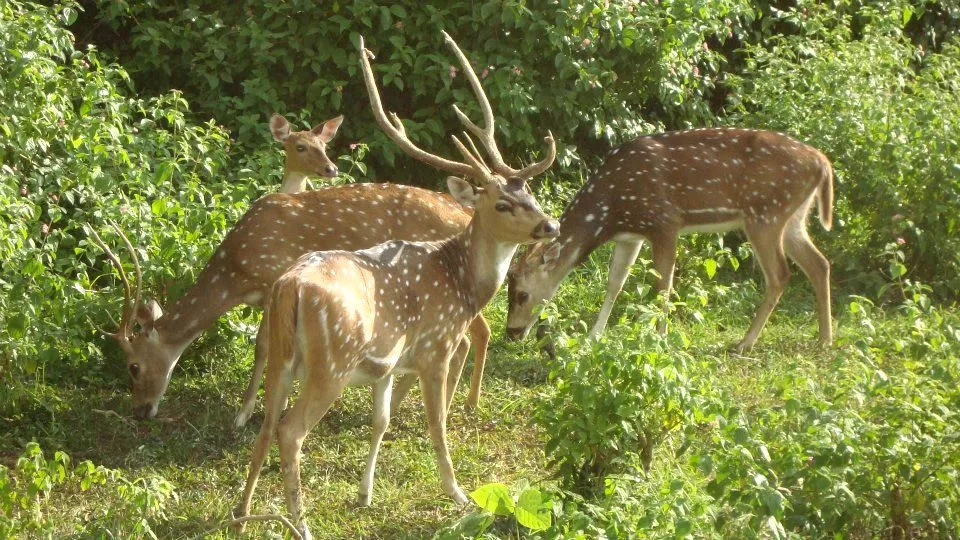 Photo of Bandipur National Park, Karnataka, India by Wanderlust On Wheel