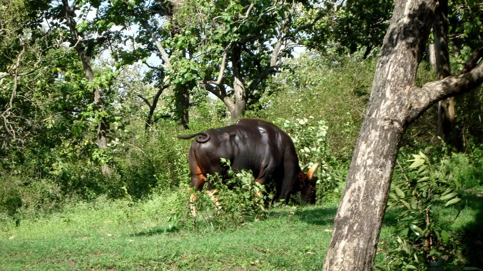 Photo of BANDIPUR NATIONAL PARK | KARNATAKA | RARE VIEW OF LEOPARD SPOTTED HUNTING | WILD LIFE by Wanderlust On Wheel