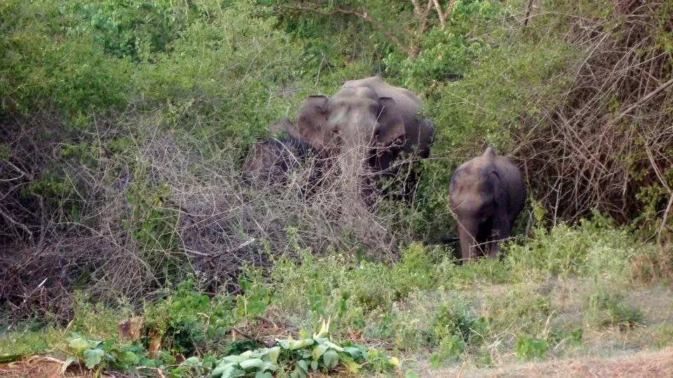 Photo of Bandipur National Park, Karnataka, India by Wanderlust On Wheel