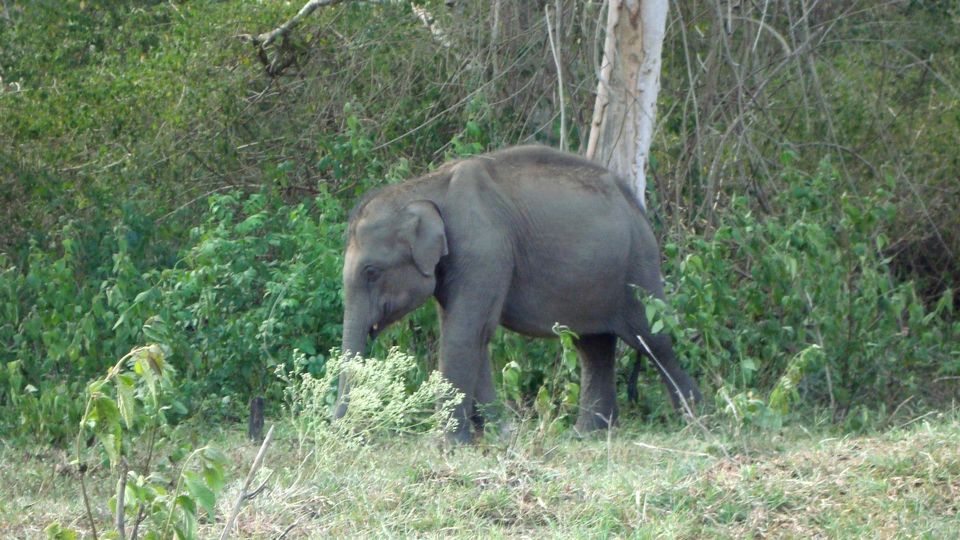 Photo of BANDIPUR NATIONAL PARK | KARNATAKA | RARE VIEW OF LEOPARD SPOTTED HUNTING | WILD LIFE by Wanderlust On Wheel