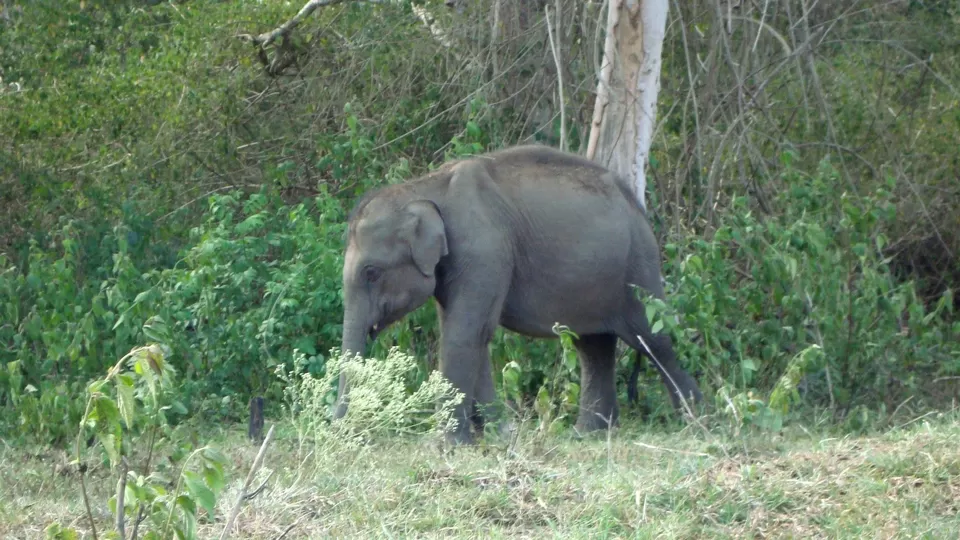 Photo of BANDIPUR NATIONAL PARK | KARNATAKA | RARE VIEW OF LEOPARD SPOTTED HUNTING | WILD LIFE by Wanderlust On Wheel