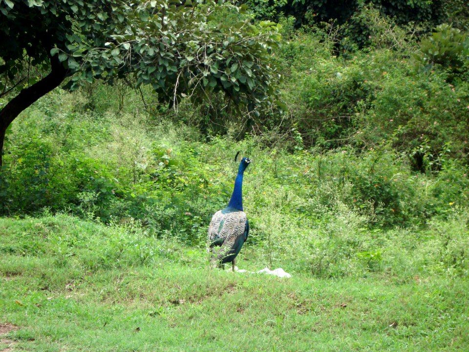 Photo of BANDIPUR NATIONAL PARK | KARNATAKA | RARE VIEW OF LEOPARD SPOTTED HUNTING | WILD LIFE by Wanderlust On Wheel