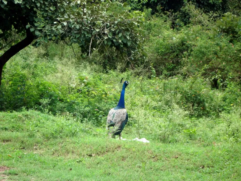Photo of BANDIPUR NATIONAL PARK | KARNATAKA | RARE VIEW OF LEOPARD SPOTTED HUNTING | WILD LIFE by Wanderlust On Wheel