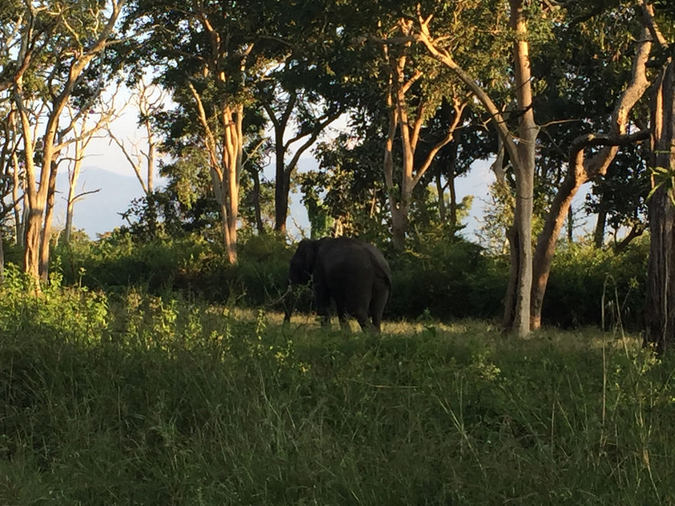Photo of BANDIPUR NATIONAL PARK | KARNATAKA | RARE VIEW OF LEOPARD SPOTTED HUNTING | WILD LIFE by Wanderlust On Wheel