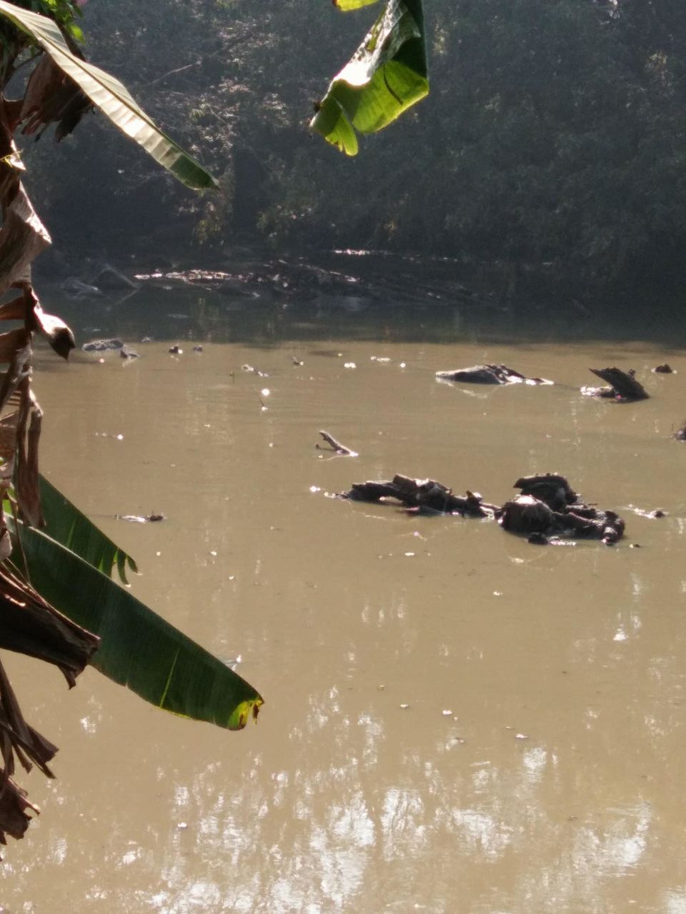 Photo of DANDELI: Top 6 Places | SYNTHERI ROCKS | KALI TIGER RESERVE | CROCODILE PARK by Wanderlust On Wheel
