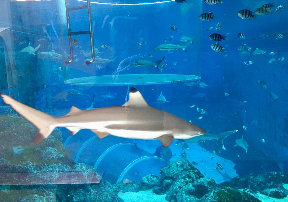 Photo of ADVENTURE COVE WATER PARK, SINGAPORE | Sentosa Island | Wanderlust On Wheel by Wanderlust On Wheel