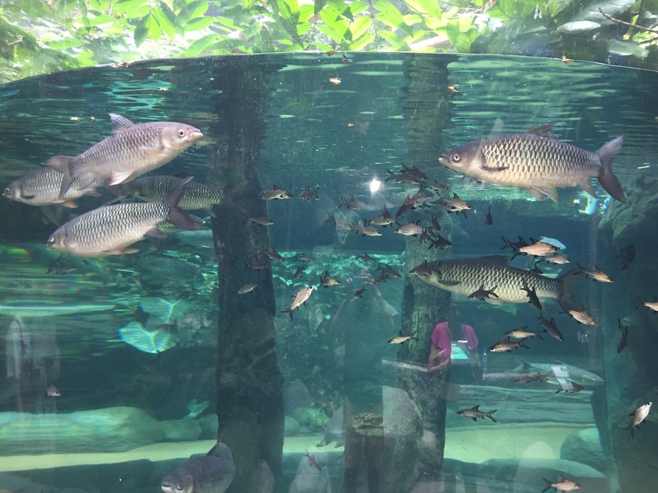 Photo of UNDERWATER WORLD LANGKAWI | Wanderlust On Wheel by Wanderlust On Wheel