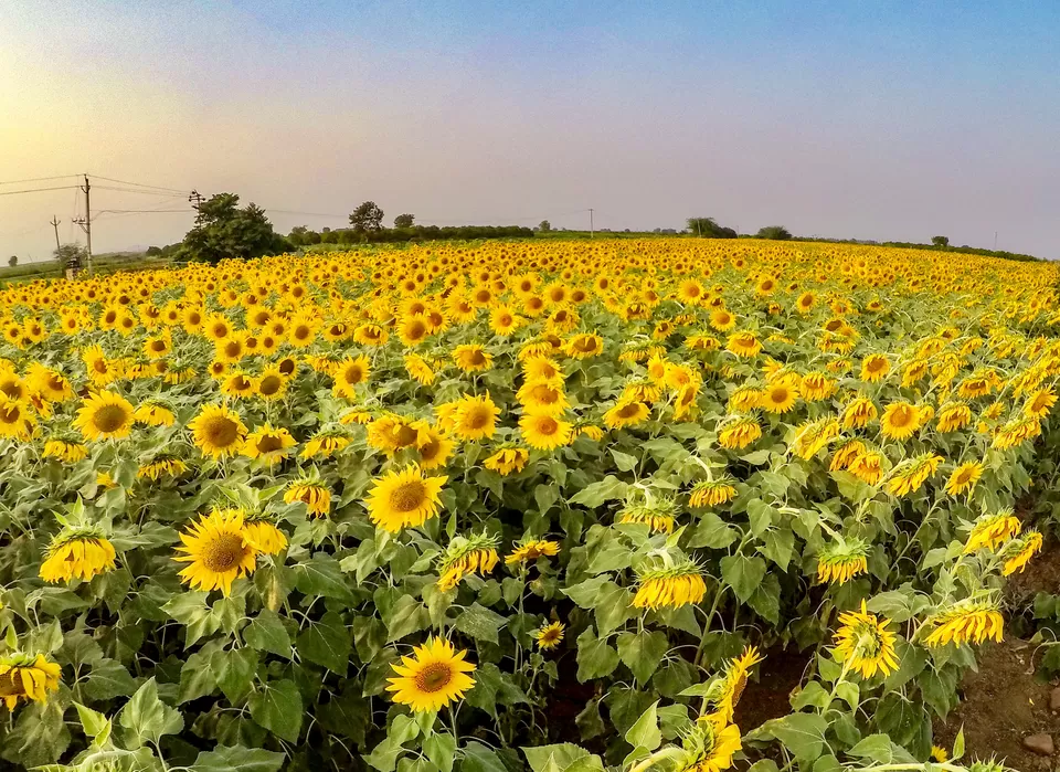 Photo of Pulivendula, Andhra Pradesh, India by Wanderlust On Wheel