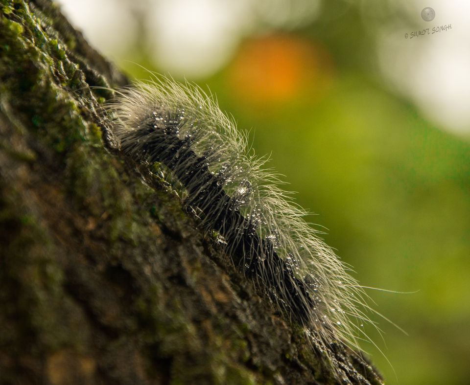 Photo of Weekend, Coorg and Monsoon 2/36 by Sumit Singh