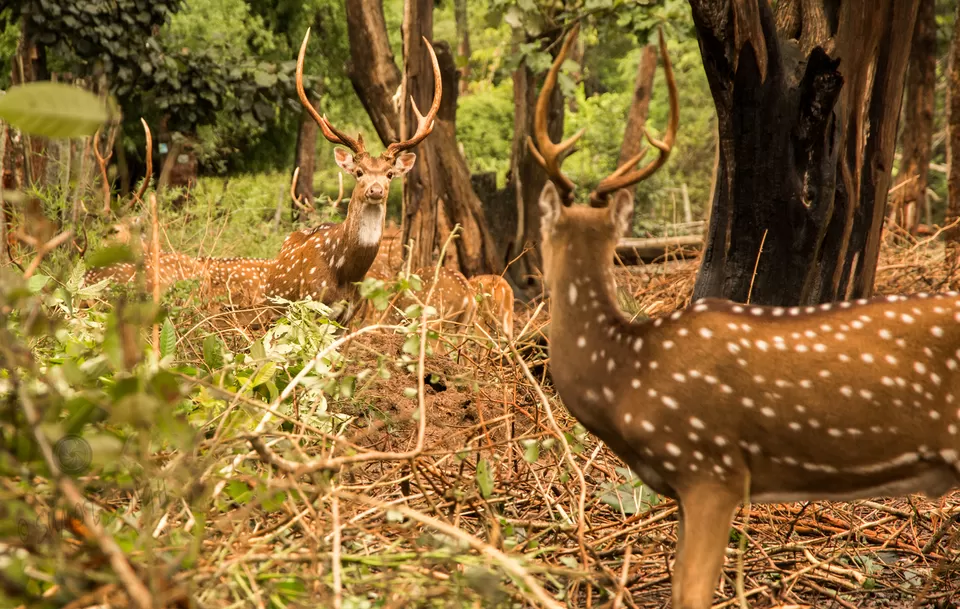 Photo of Nisargadhama, Kodagu, Karnataka, India by Sumit Singh