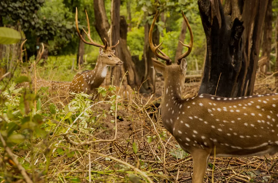 Photo of Nisargadhama, Kodagu, Karnataka, India by Sumit Singh