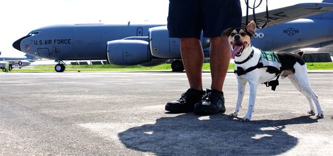 Photo of Keep your pups safe while traveling by Brenny White