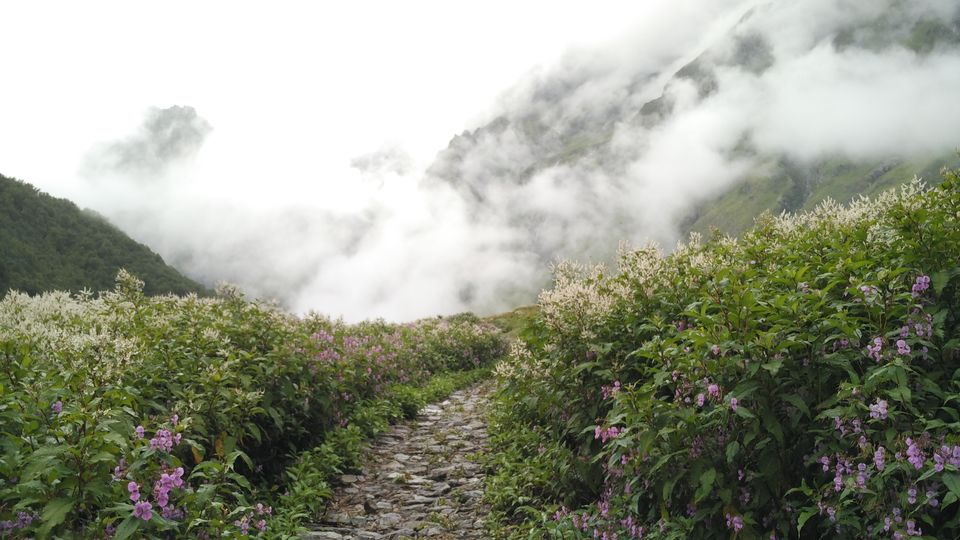 Photo of A Geologist's Baptism : Valley of Flowers & Hemkund Sahib Solo Trip by Animesh Anand