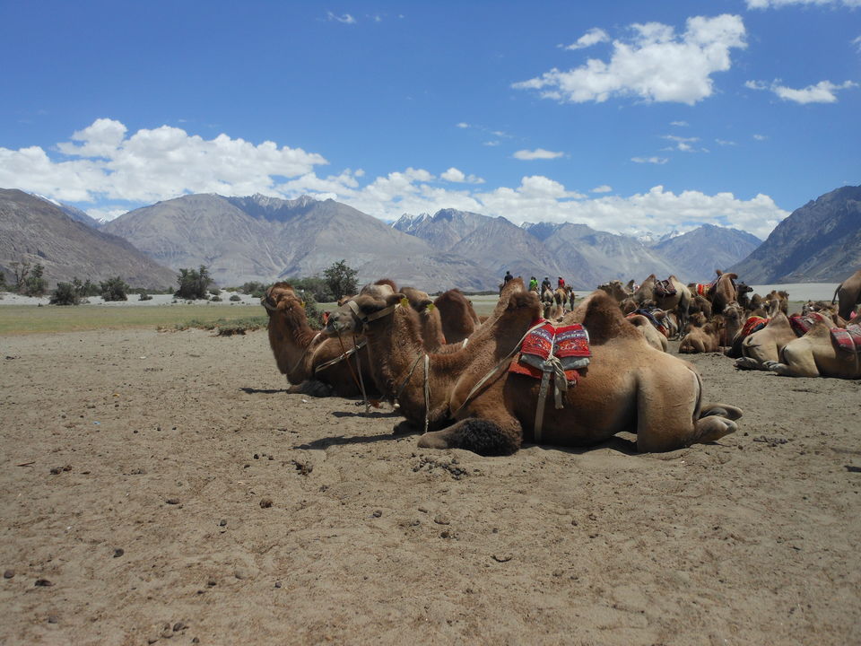 Photo of My Budget Trip to Ladakh 10/11 by Rachna