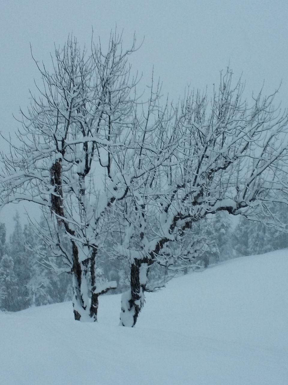 Photo of Winter is coming - Kedarkantha Winter Trek 1/14 by Rachna