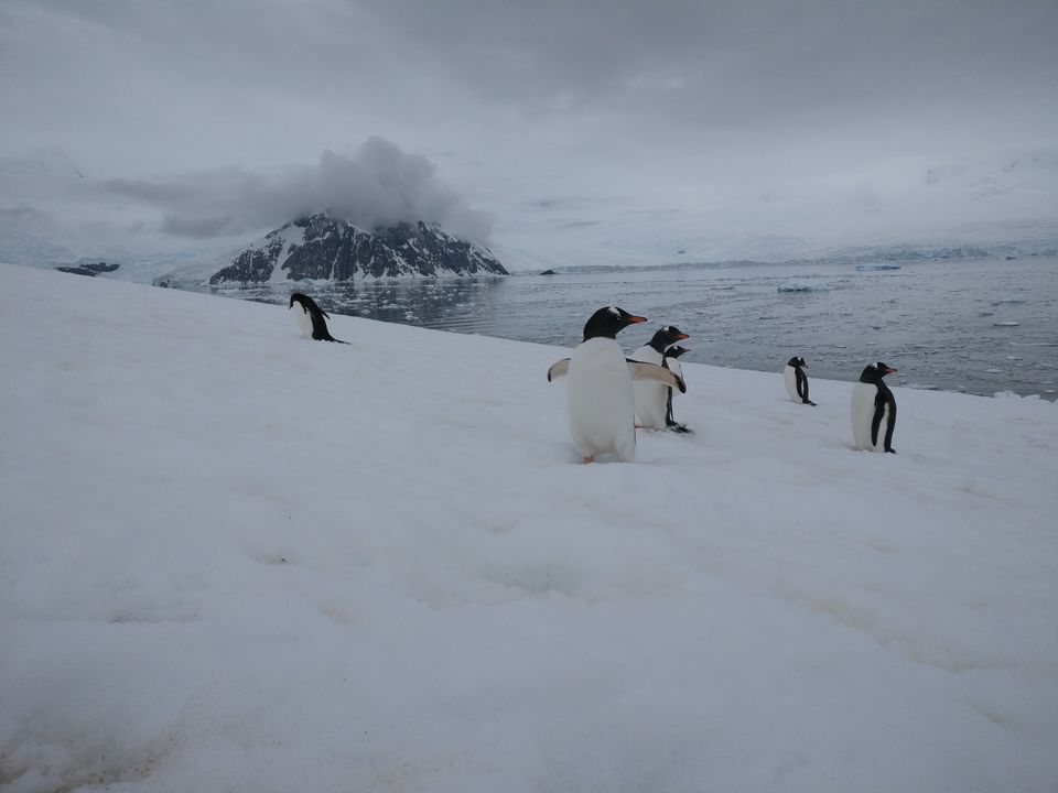 Photo of Antarctica Expedition 2017 - a complete itinerary of an 11 day cruise by Devansh Dhar