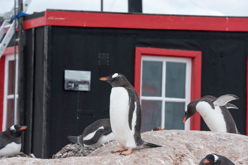 Photo of Antarctica Expedition 2017 - a complete itinerary of an 11 day cruise by Devansh Dhar