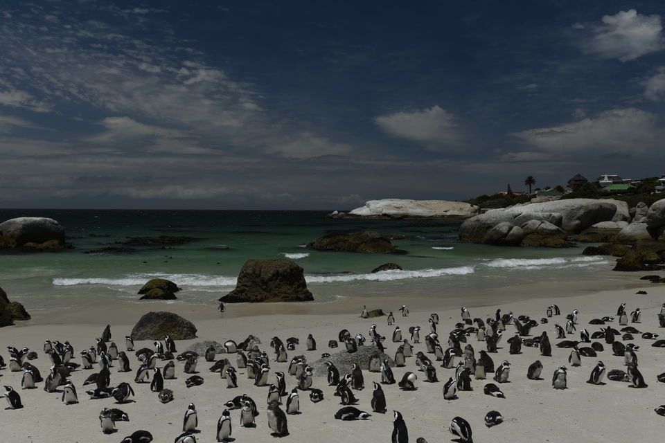 Photo of Boulders Beach, Kleintuin Road, Simon's Town, Cape Town, South Africa by Devansh Dhar