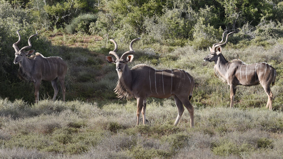 Photo of Addo Elephant National Park, Paterson Road, Addo, South Africa by Devansh Dhar