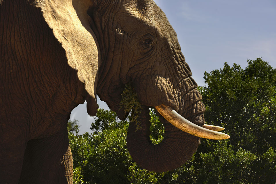 Photo of Addo Elephant National Park, Paterson Road, Addo, South Africa by Devansh Dhar