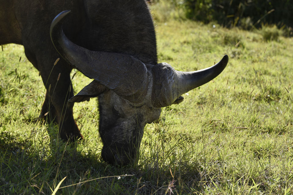 Photo of Addo Elephant National Park, Paterson Road, Addo, South Africa by Devansh Dhar