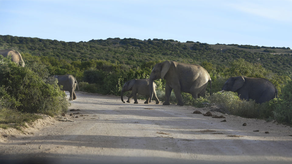 Photo of Addo Elephant National Park, Paterson Road, Addo, South Africa by Devansh Dhar
