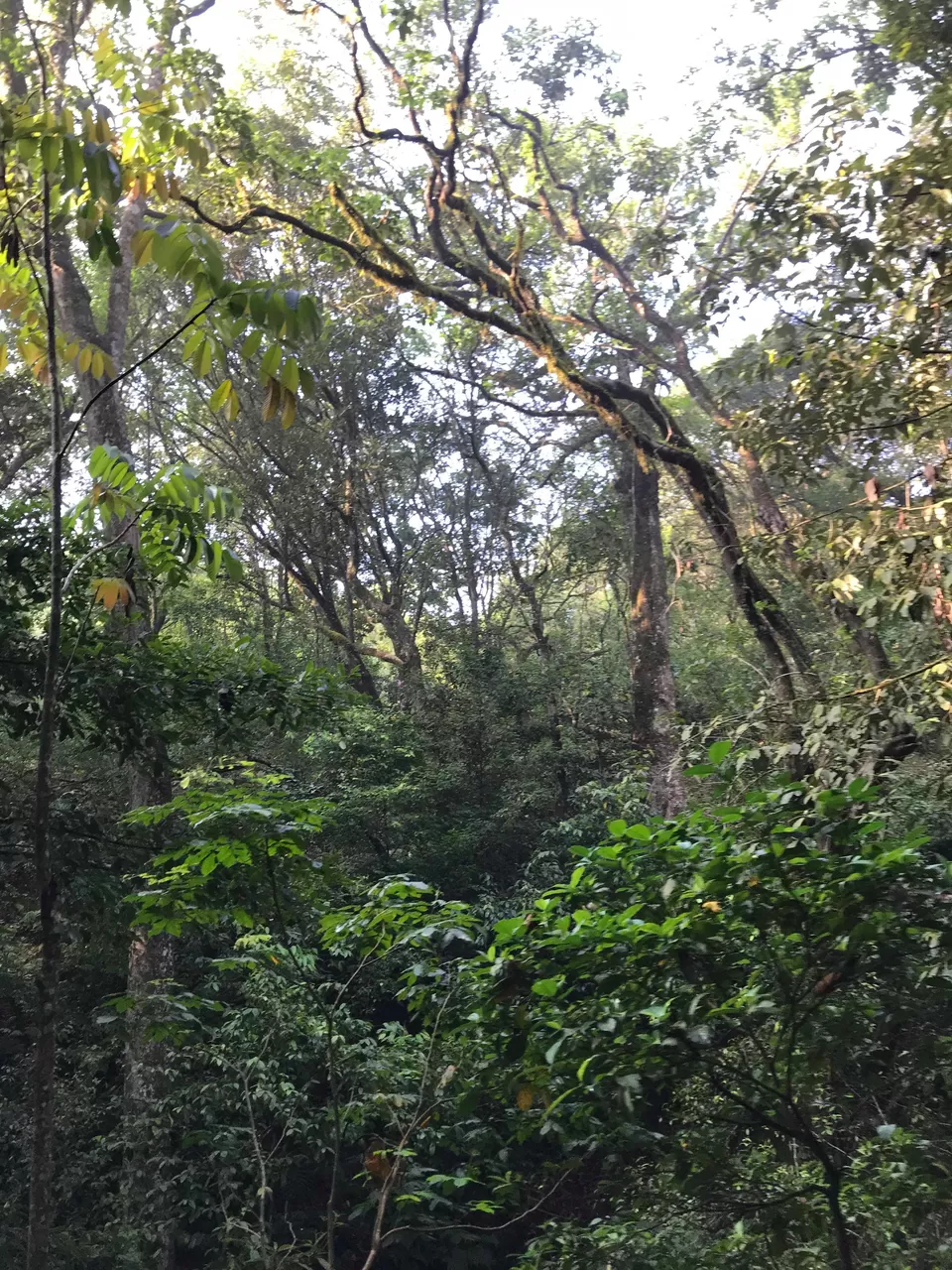 Photo of Kudremukh, Karnataka, India by Sidhant Madaan