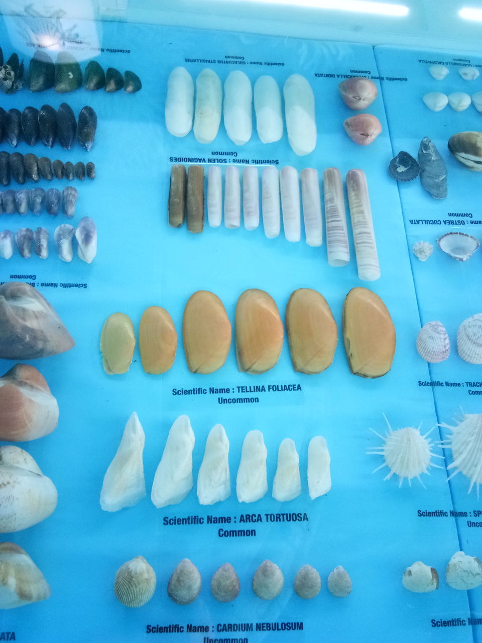 Photo of India Seashell Museum, Mahabalipuram, Tamil Nadu, India by Sowmya Sruthi Ch