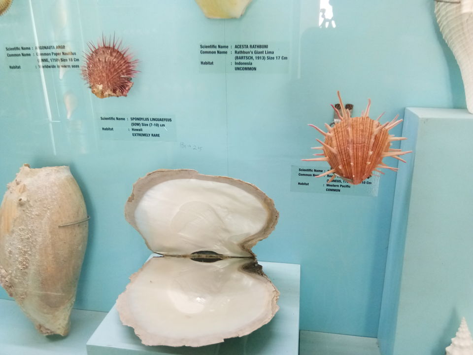 Photo of India Seashell Museum, Mahabalipuram, Tamil Nadu, India by Sowmya Sruthi Ch