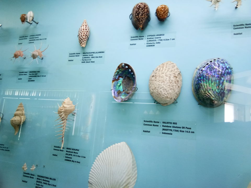 Photo of India Seashell Museum, Mahabalipuram, Tamil Nadu, India by Sowmya Sruthi Ch
