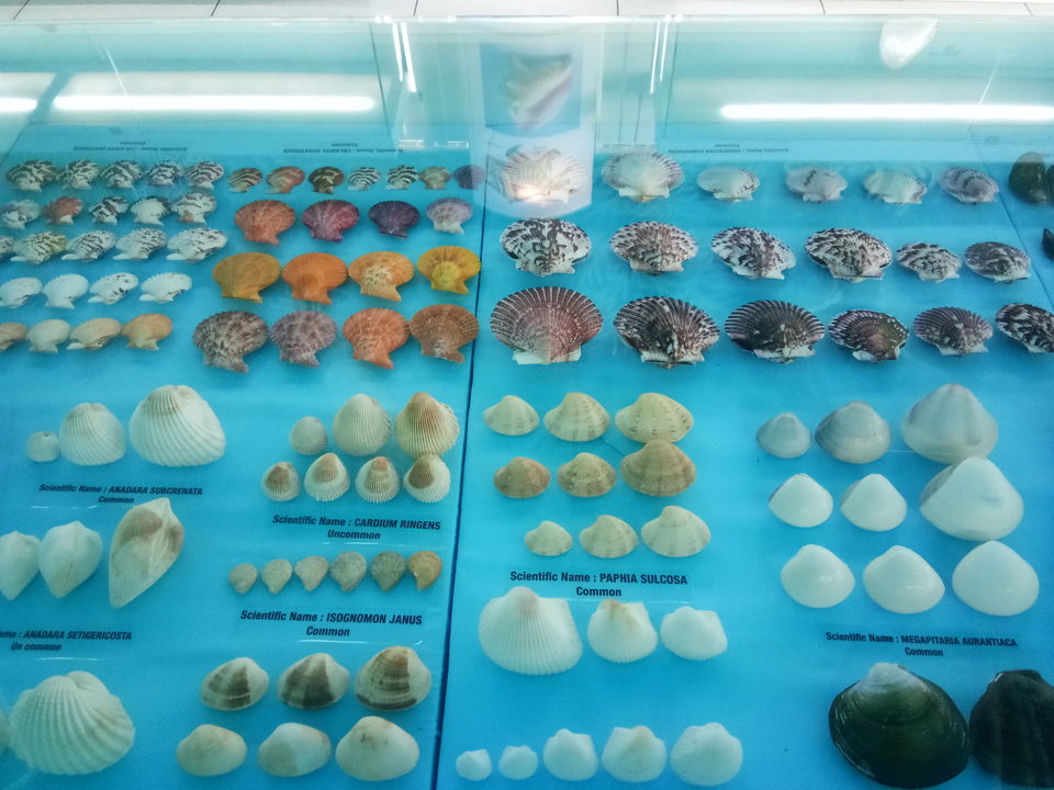 Photo of India Seashell Museum, Mahabalipuram, Tamil Nadu, India by Sowmya Sruthi Ch