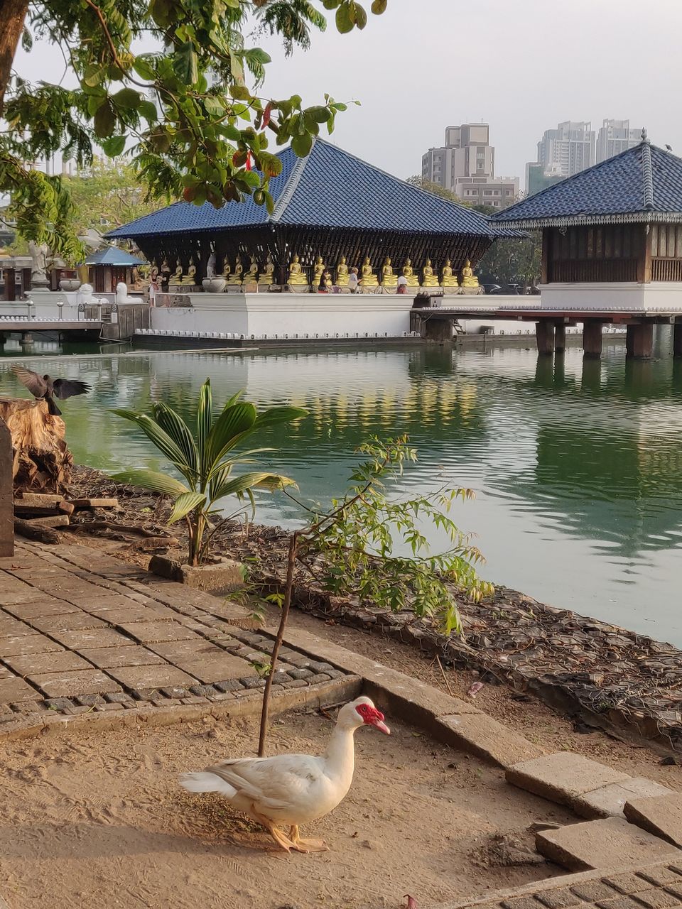 Photo of Colombo, Sri Lanka by Sowmya Sruthi Ch