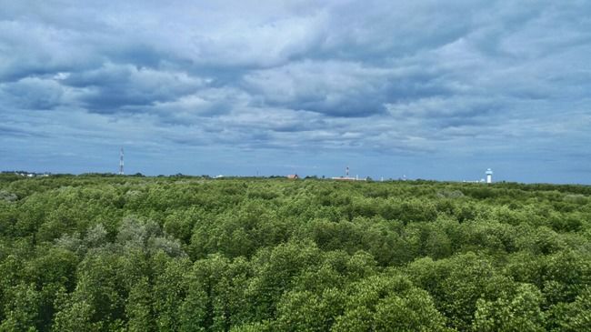 Photo of Mangrove Pranburi Pran Buri Prachuap Khiri Khan Thailand by Disha Kapkoti