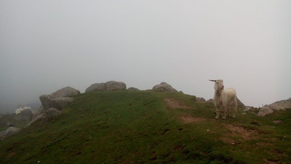 Photo of A solo tread to Triund 5/16 by Disha Kapkoti