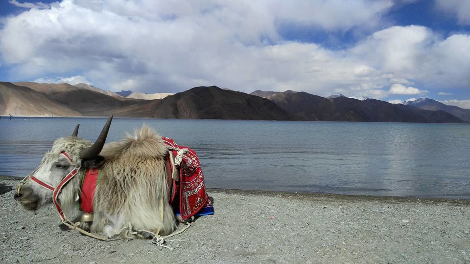 Photo of At 11,000 ft, a man asked me, "Why do women want to be like men?” 19/23 by Disha Kapkoti