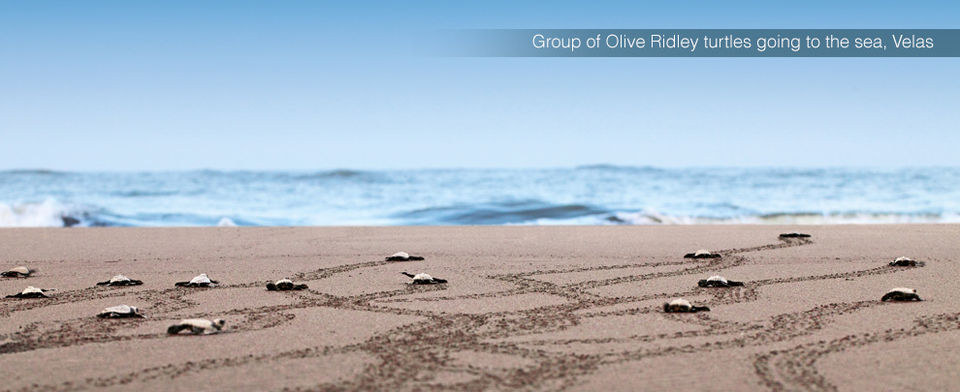 Photo of Velas Beach, Ratnagiri, Maharashtra, India by Disha Kapkoti