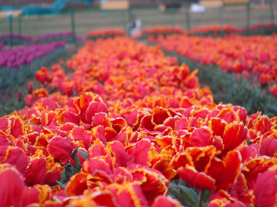 Photo of Srinagar by Disha Kapkoti