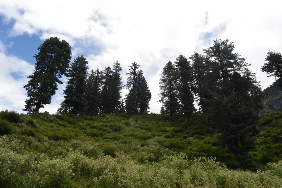 Photo of Tosh, Himachal Pradesh, India by Disha Kapkoti