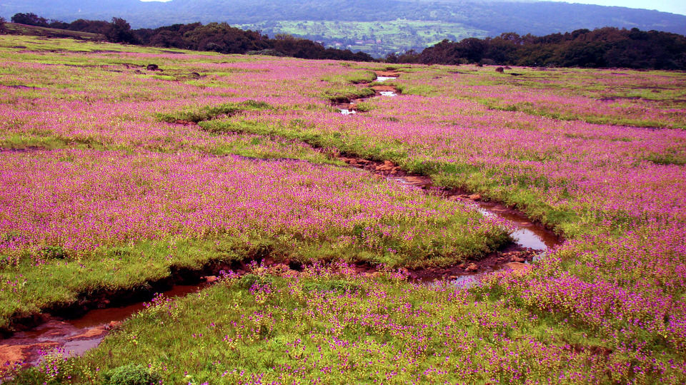 Photo of Kaas Plateau of Flowers, Satara, Maharashtra, India by Disha Kapkoti